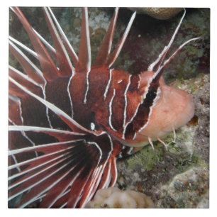 Lion Fish Tile Tegeltje