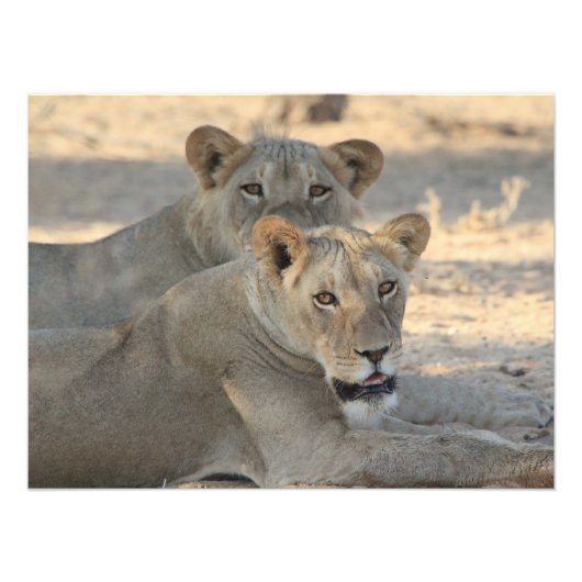 Lion Foto Afdruk (Voorkant)