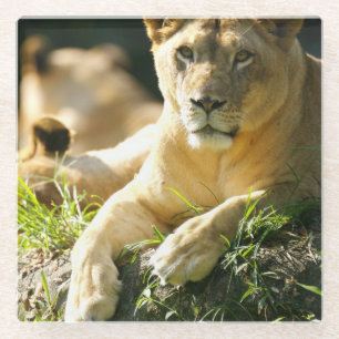 Lion Glazen Onderzetter