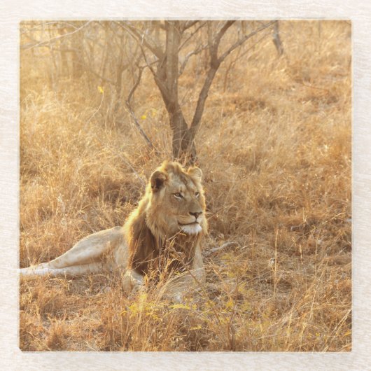 Lion Glazen Onderzetter (Voorkant)
