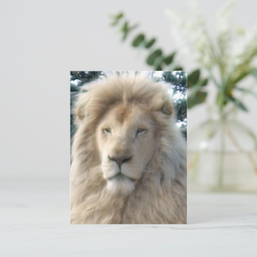 Lion Head briefkaart (Staand voorkant)