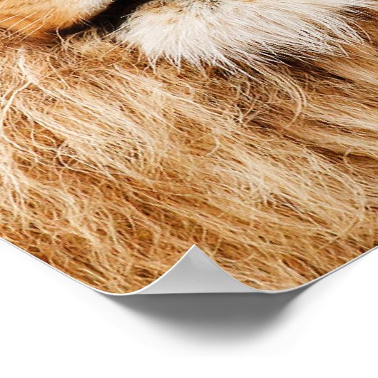 Lion Head Canvas afdrukken Poster (Hoek)