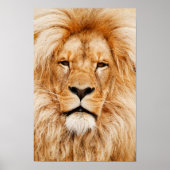 Lion Head Canvas afdrukken Poster (Voorkant)