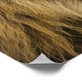 Lion Head Poster (Hoek)