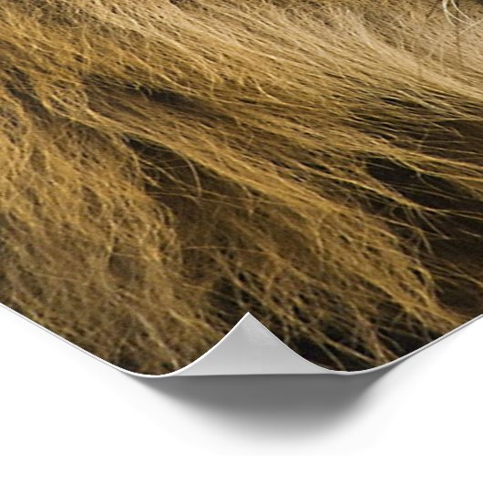 Lion Head Poster (Hoek)