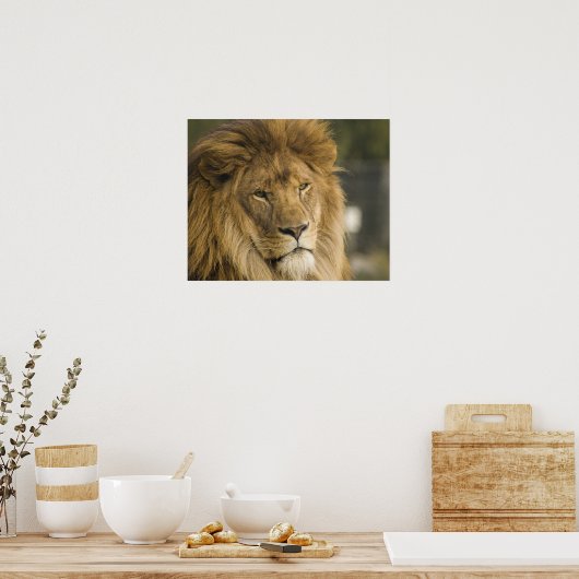 Lion Head Poster (Keuken)