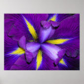 Lion Head Poster (Voorkant)