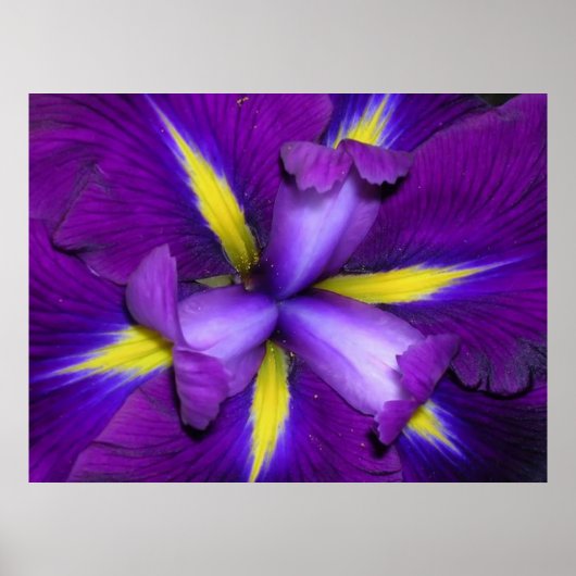 Lion Head Poster (Voorkant)