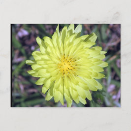 Lion Head Yellow Flower Briefkaart postcrossing