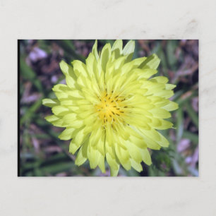 Lion Head Yellow Flower Briefkaart postcrossing
