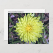 Lion Head Yellow Flower Briefkaart postcrossing (Voorkant / Achterkant)