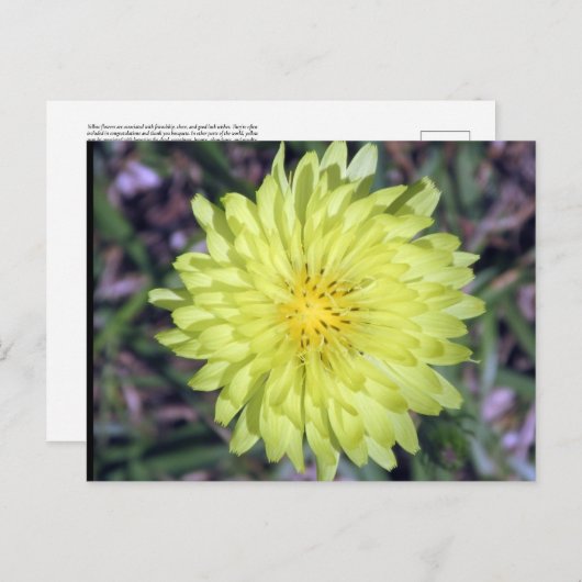 Lion Head Yellow Flower Briefkaart postcrossing (Voorkant / Achterkant)