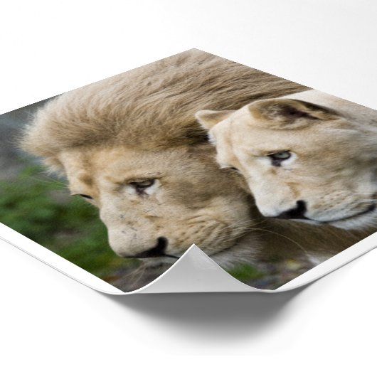 Lion & him Lioness Poster (Hoek)