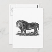  Lion Illustration - 1800's African Animal Briefkaart (Voorkant / Achterkant)