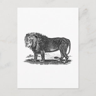  Lion Illustration - 1800's African Animal Briefkaart
