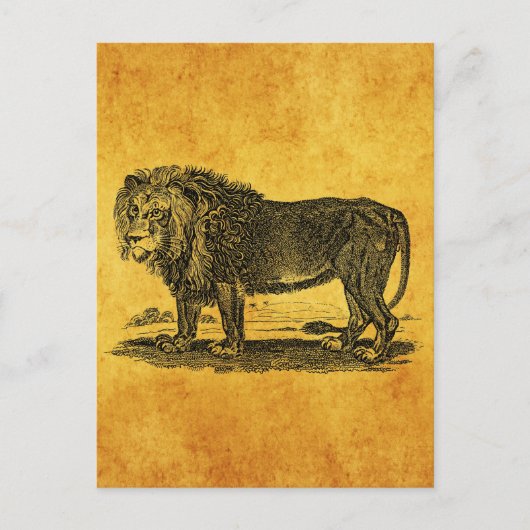  Lion Illustration - 1800's African Animal Briefkaart (Voorkant)