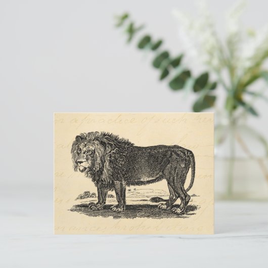  Lion Illustration - 1800's African Animal Briefkaart (Staand voorkant)