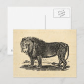  Lion Illustration - 1800's African Animal Briefkaart (Voorkant / Achterkant)
