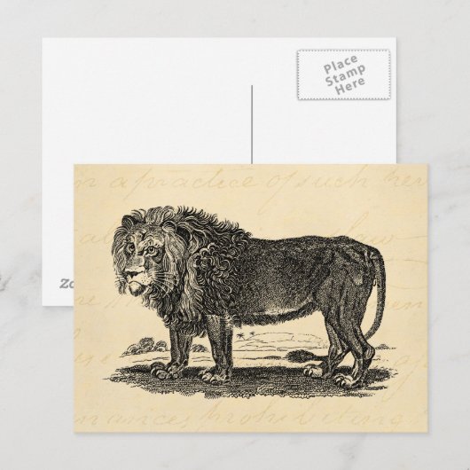 Lion Illustration - 1800's African Animal Briefkaart (Voorkant / Achterkant)