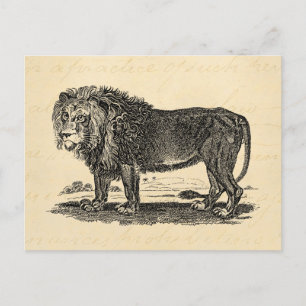  Lion Illustration - 1800's African Animal Briefkaart