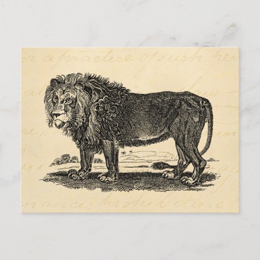  Lion Illustration - 1800's African Animal Briefkaart (Voorkant)