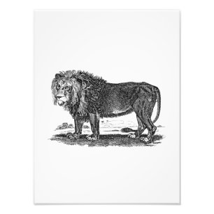 Lion Illustration - 1800's African Animal Foto Afdruk