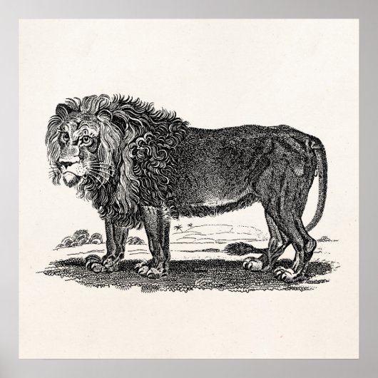 Lion Illustration - 1800's African Animal Poster (Voorkant)