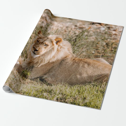 LION IN DE GRAS CADEAUPAPIER (Uitgerold)