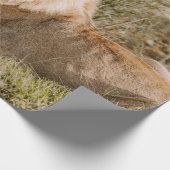 LION IN DE GRAS CADEAUPAPIER (Hoek)