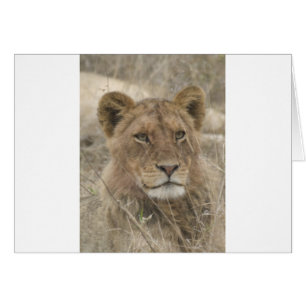 Lion in het Nationaal Park Kruger