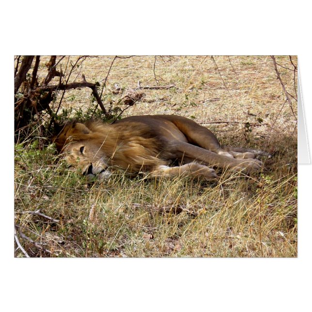 LION IN KENIA AFRIKA (Voorkant Horizontaal)
