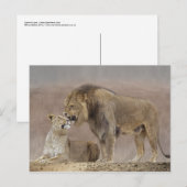 Lion in Love Briefkaart (Voorkant / Achterkant)