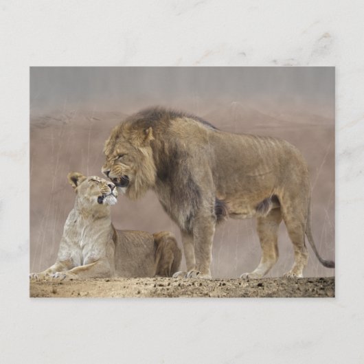 Lion in Love Briefkaart (Voorkant)