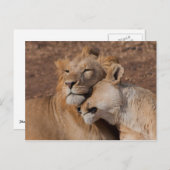Lion in Love Briefkaart (Voorkant / Achterkant)