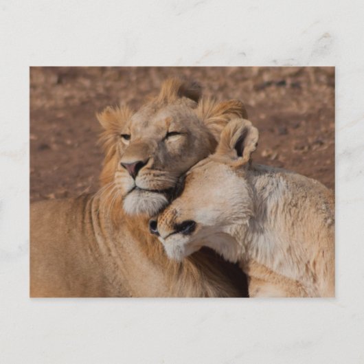 Lion in Love Briefkaart (Voorkant)