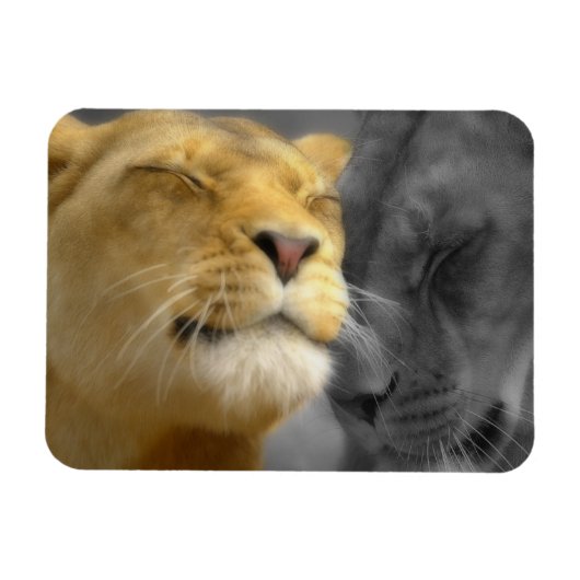 Lion in Love Magneet (Horizontaal)