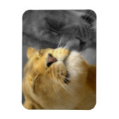 Lion in Love Magneet (Verticaal)
