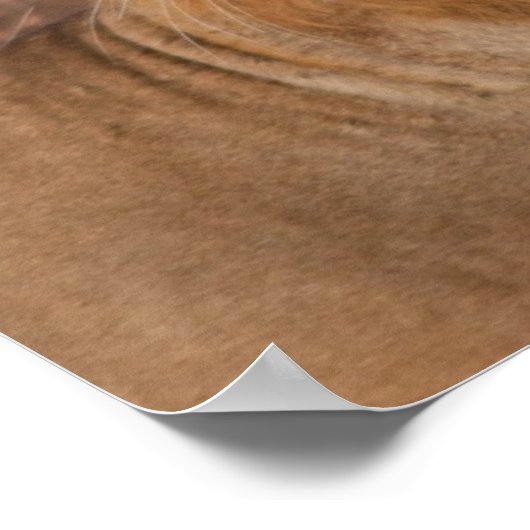 Lion in Love Poster (Hoek)