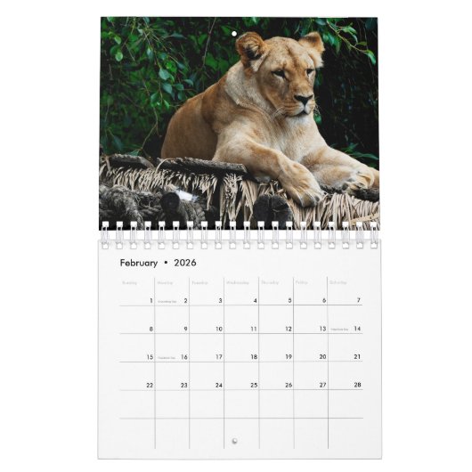 Lion Kalender (Feb 2026)
