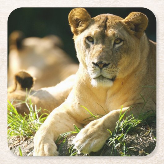 Lion Kartonnen Onderzetters (Voorkant)