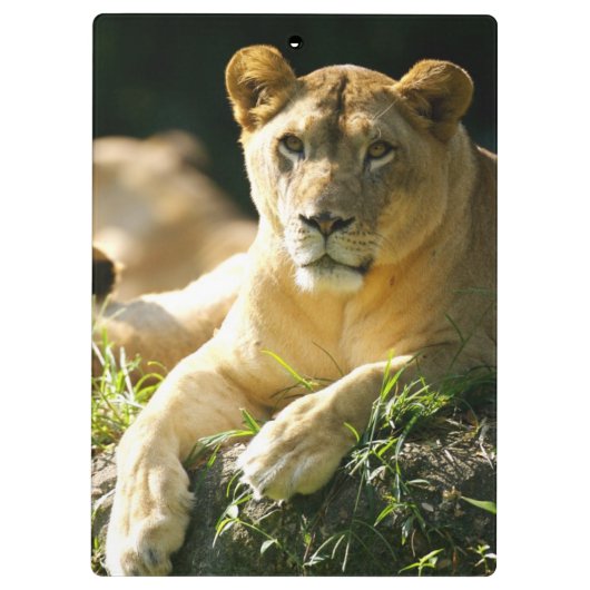 Lion Klembord (Achterkant)