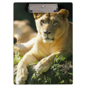Lion Klembord (Voorkant)