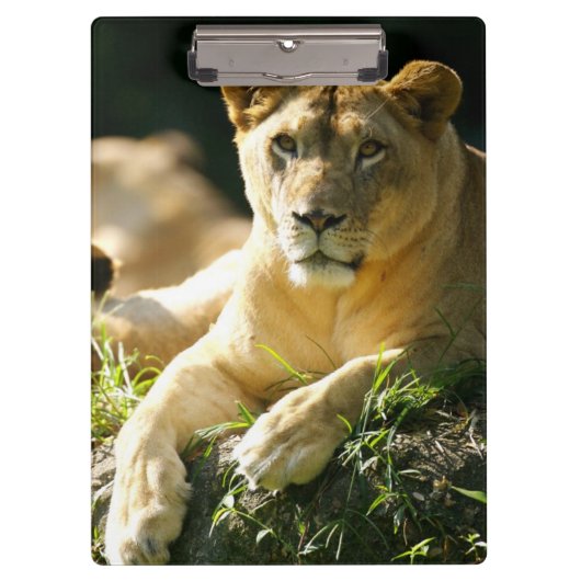 Lion Klembord (Voorkant)
