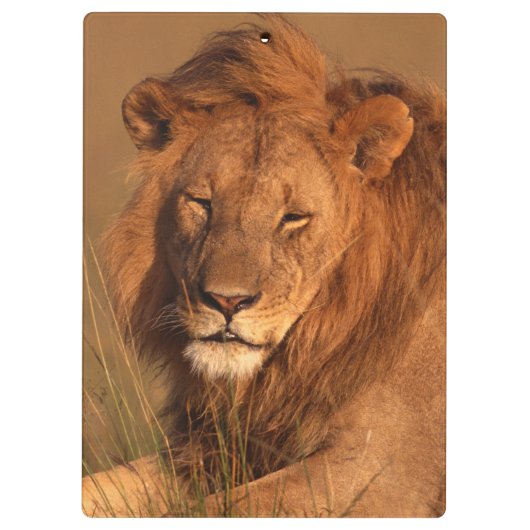 Lion Klembord (Achterkant)