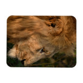 LION-koelkast Magnet UW fotosjabloon Magneet (Horizontaal)