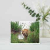 lion kruger briefkaart (Staand voorkant)