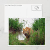 lion kruger briefkaart (Voorkant / Achterkant)
