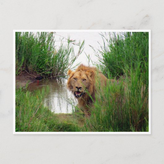 lion kruger briefkaart (Voorkant)