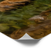 Lion & Lamb in the Roses Poster (Hoek)