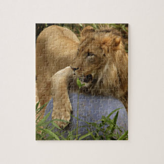 Lion Legpuzzel